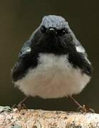 Black-throated Blue Warbler