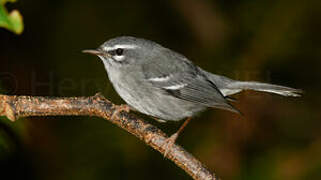 Plumbeous Warbler