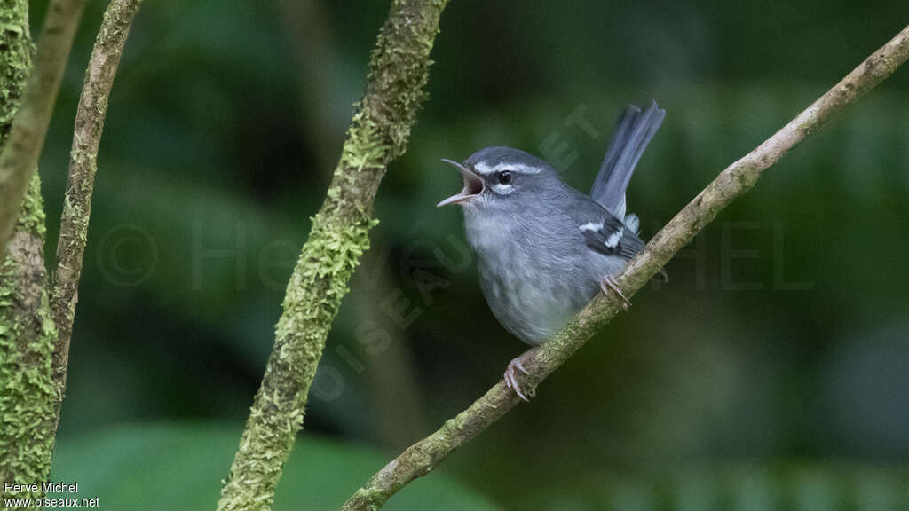 Plumbeous Warbleradult, song