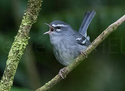 Plumbeous Warbler