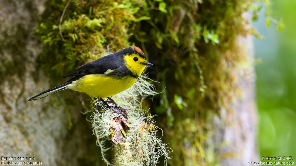 Collared Whitestartadult