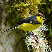 Collared Whitestart