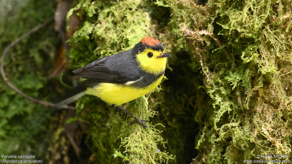 Paruline ceinturée