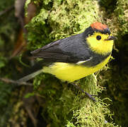 Collared Whitestart