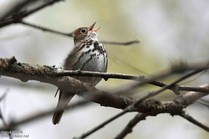 Ovenbird male adult breeding, song