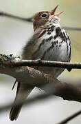 Ovenbird