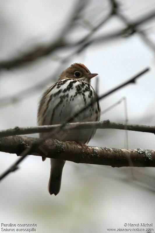 Ovenbird male adult breeding