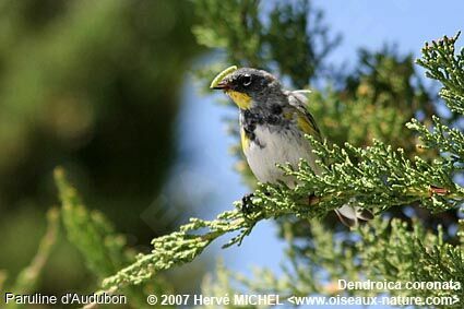 Paruline d'Audubon mâle adulte nuptial