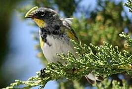 Audubon's Warbler