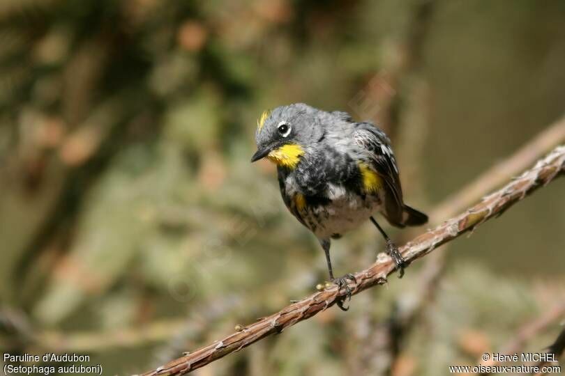 Audubon's Warbler