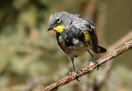 Audubon's Warbler