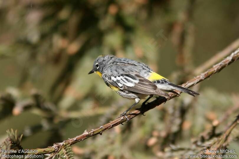 Audubon's Warbler