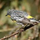 Paruline d'Audubon