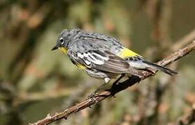 Audubon's Warbler