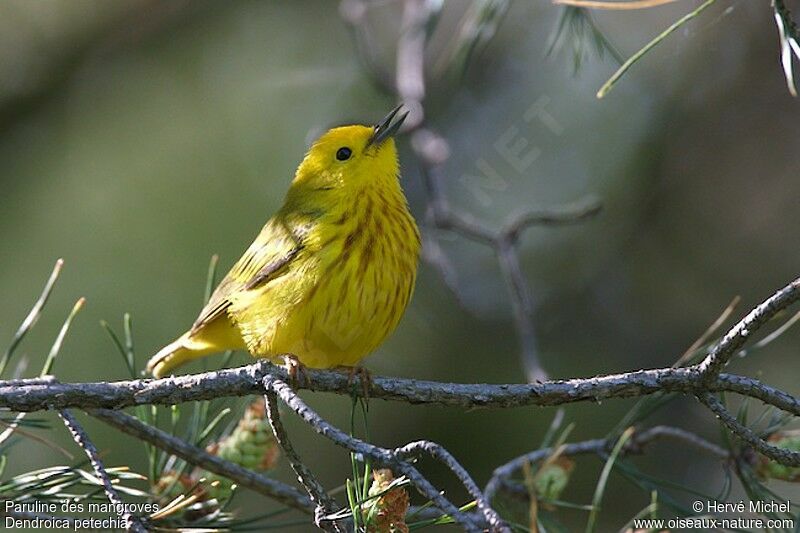 Mangrove Warbler male adult breeding, song