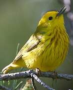 Mangrove Warbler