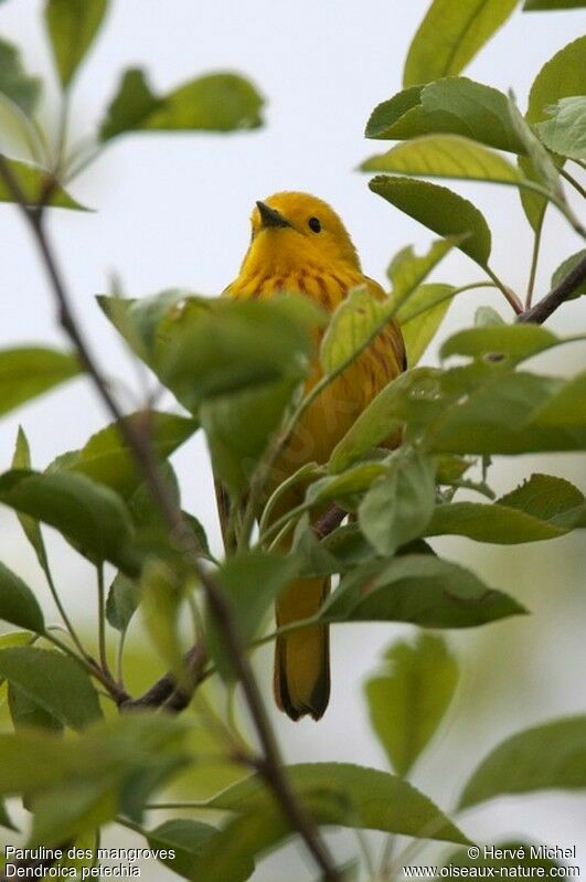 Mangrove Warbler male adult breeding