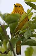 Mangrove Warbler