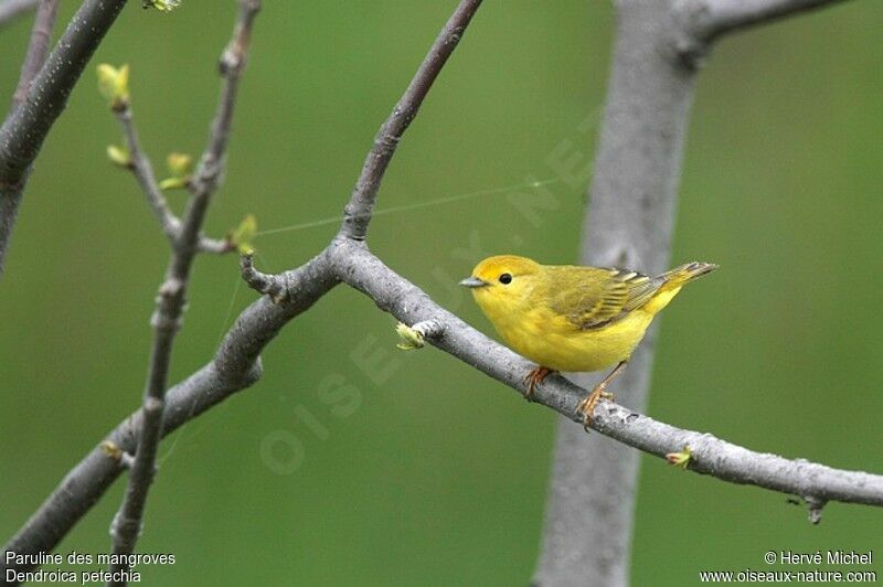 Mangrove Warbler female adult breeding