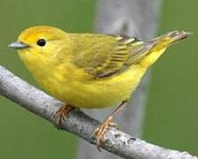 Mangrove Warbler