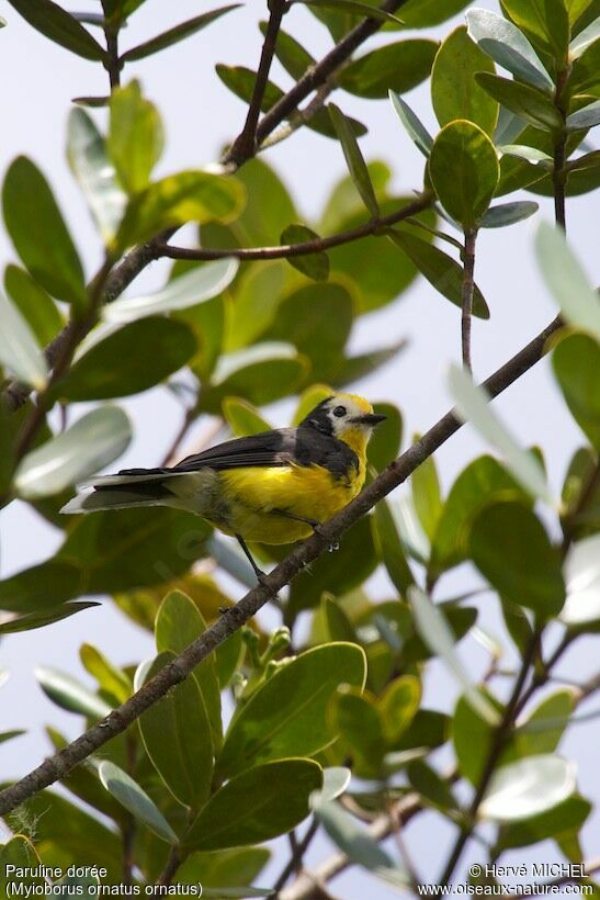 Golden-fronted Whitestart male