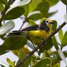 Paruline dorée