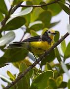 Golden-fronted Whitestart