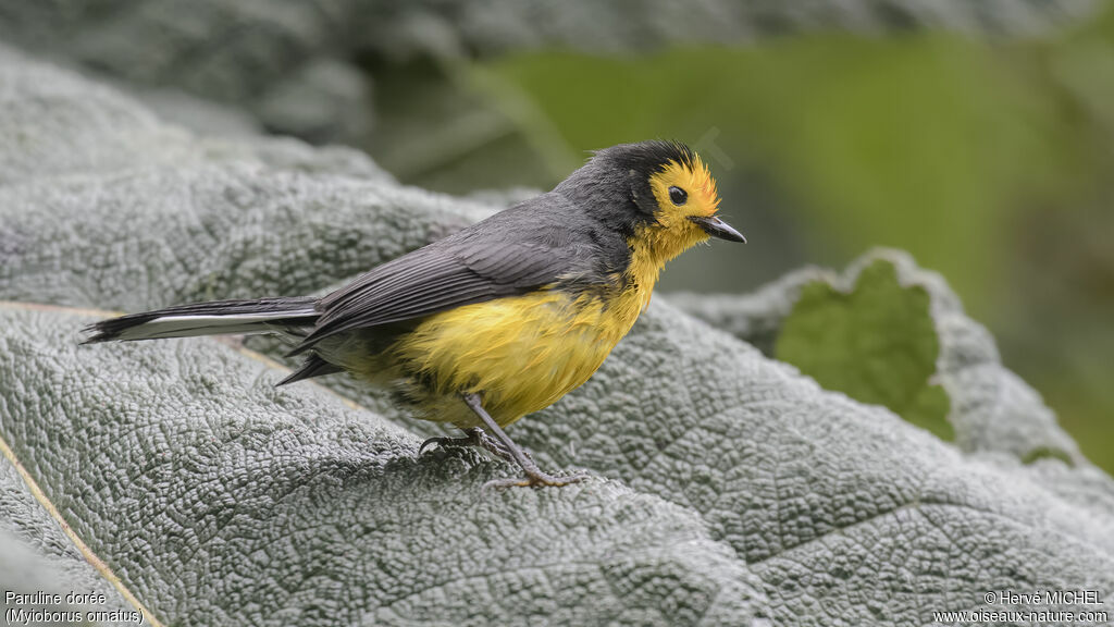 Golden-fronted Whitestart