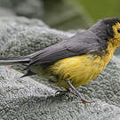 Paruline dorée