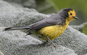 Golden-fronted Whitestart