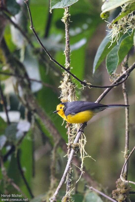 Golden-fronted Whitestartadult, habitat, pigmentation