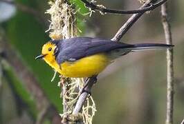 Golden-fronted Whitestart