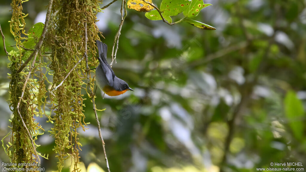 Paruline embraséeadulte