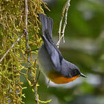 Paruline embrasée