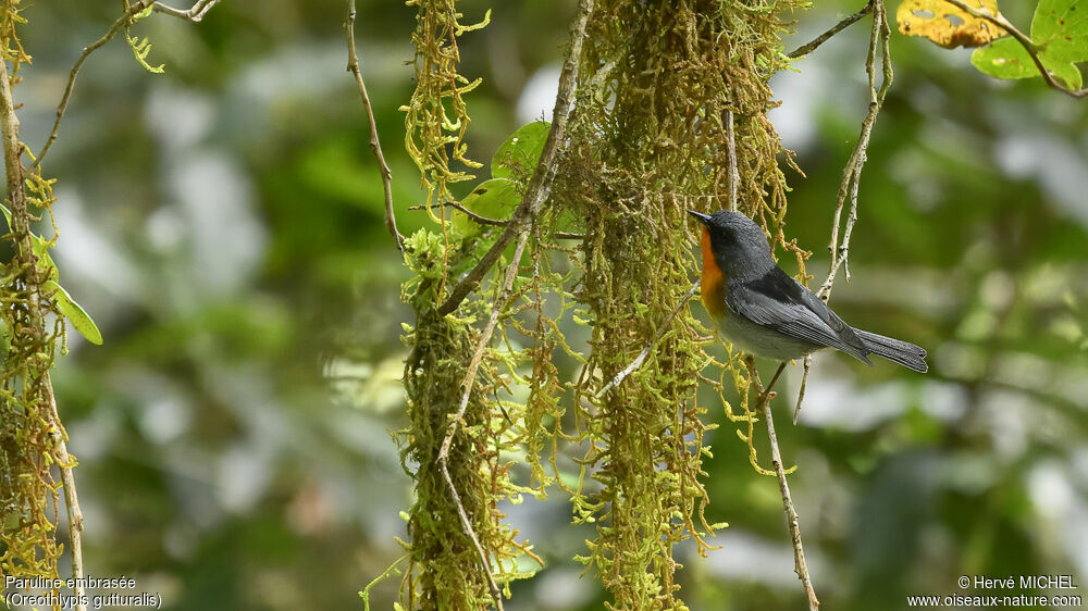 Flame-throated Warbler