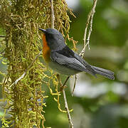 Flame-throated Warbler