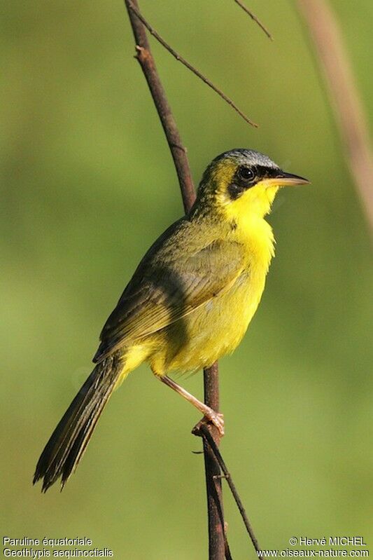 Masked Yellowthroatadult, identification