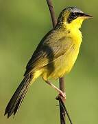 Masked Yellowthroat