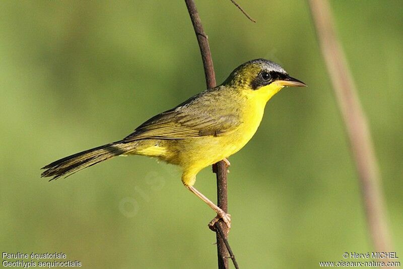 Masked Yellowthroatadult, identification