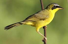 Masked Yellowthroat