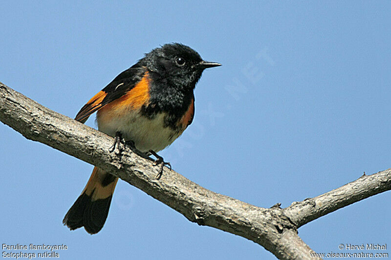 American Redstart male adult breeding