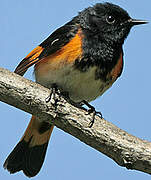 American Redstart