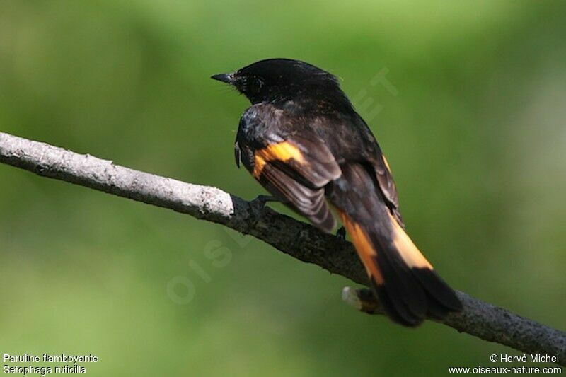 American Redstart male adult breeding