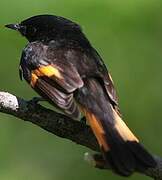 American Redstart