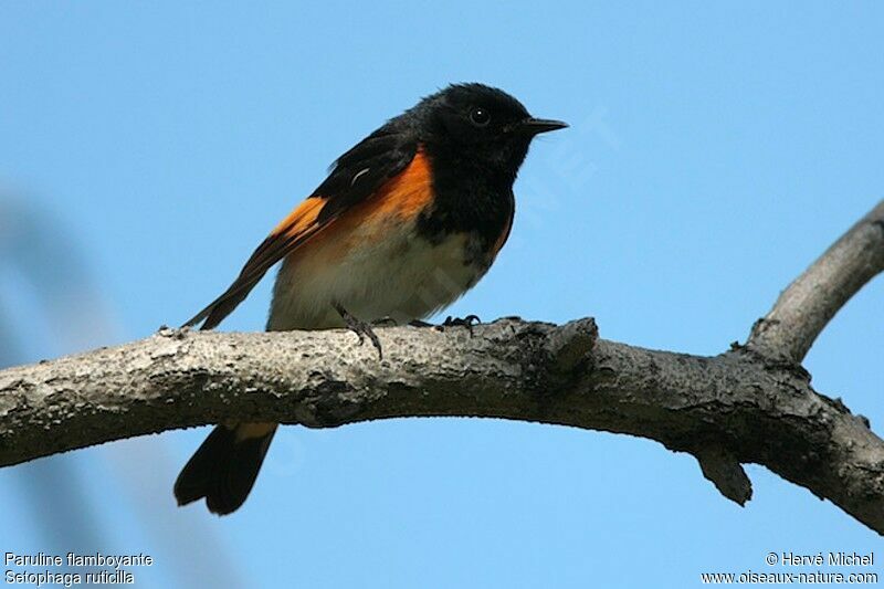 American Redstart male adult breeding