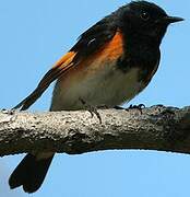 American Redstart