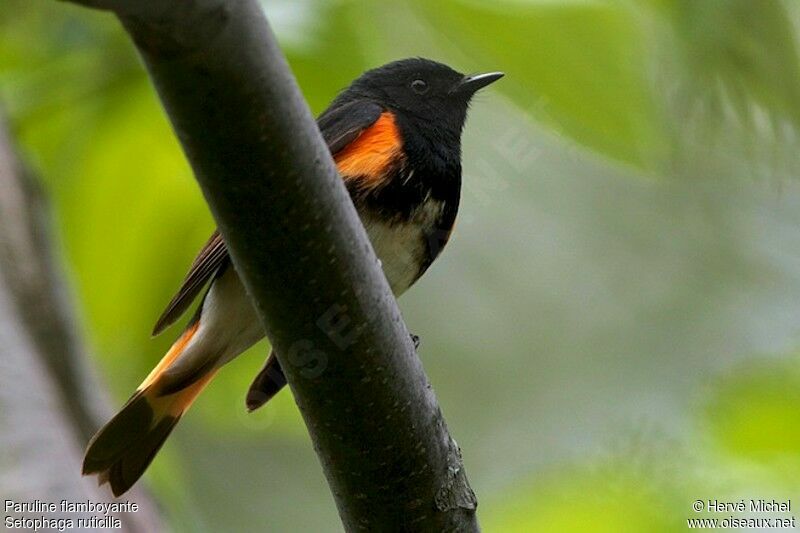 American Redstart male adult breeding