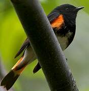 Paruline flamboyante