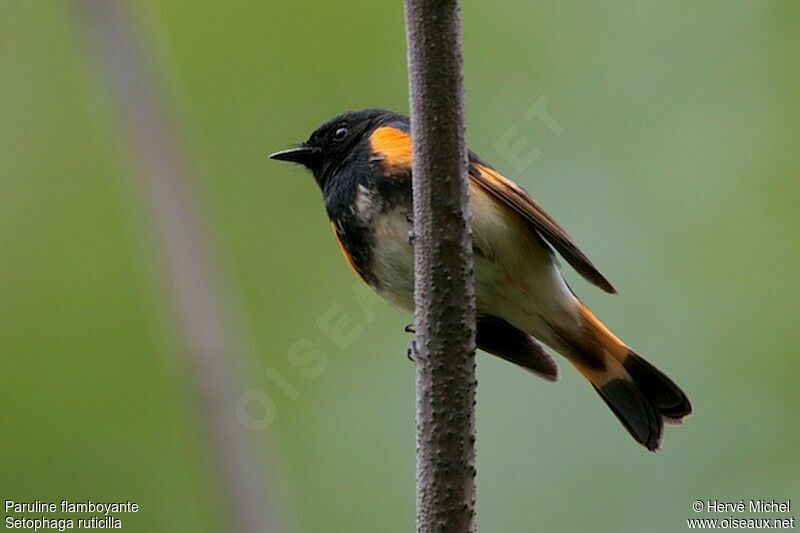 American Redstart male adult breeding