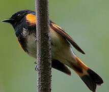 American Redstart